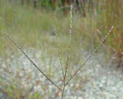 Attēlu rezultāti vaicājumam “Digitaria ischaemum leaf”
