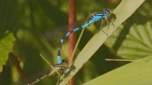Attēlu rezultāti vaicājumam “Enallagma cyathigerum male”