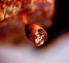 Attēlu rezultāti vaicājumam “Craterium minutum cf. var. brunneum macro”