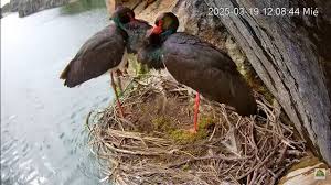 Attēlu rezultāti vaicājumam “Ciconia nigra nest”
