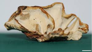 Attēlu rezultāti vaicājumam “Bjerkandera fumosa”