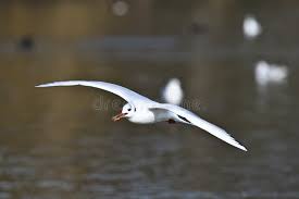 Attēlu rezultāti vaicājumam “Larus argentatus eggs”