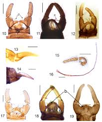 Attēlu rezultāti vaicājumam “Trichocera regelationis”