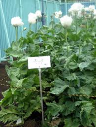 Image result for Papaver somniferum White Cloud