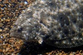 Image result for Paralichthys dentatus