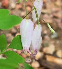 Image result for Adlumia cirrhosa