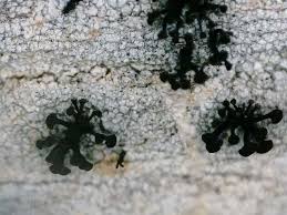 Attēlu rezultāti vaicājumam “Chaenotheca ferruginea”