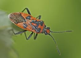 Attēlu rezultāti vaicājumam “Corizus hyoscyami imago”