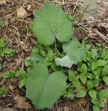 Attēlu rezultāti vaicājumam “Tussilago farfara leaf”