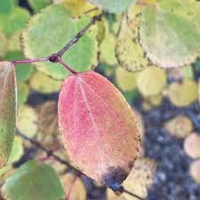 Attēlu rezultāti vaicājumam “Cercidiphyllum japonicum flower”
