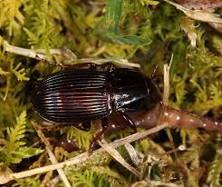 Attēlu rezultāti vaicājumam “Pterostichus sp.”