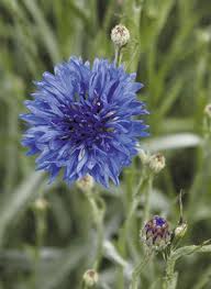 Image result for Centaurea cyanus
