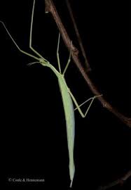 Attēlu rezultāti vaicājumam “Didymium verrucisporum”