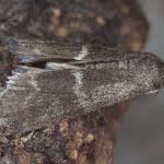 Attēlu rezultāti vaicājumam “Apomyelois bistriatella”