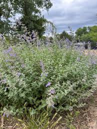 Attēlu rezultāti vaicājumam “Nepeta x faassenii flower”