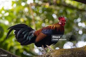 Attēlu rezultāti vaicājumam “Gallus male”