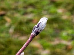 Attēlu rezultāti vaicājumam “Sorbus aucuparia bud”