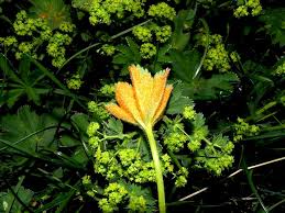 Attēlu rezultāti vaicājumam “Trachyspora intrusa”