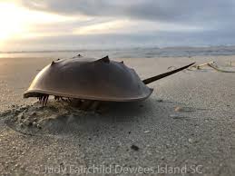 Image result for Limulus polyphemus