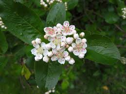 Attēlu rezultāti vaicājumam “Crataegus persimilis”