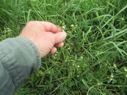 Attēlu rezultāti vaicājumam “Craterium aureonucleatum stalked”