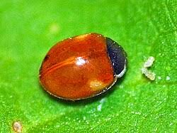 Attēlu rezultāti vaicājumam “Adalia decempunctata”