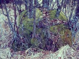 Attēlu rezultāti vaicājumam “Dicranum bergeri”