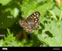 Attēlu rezultāti vaicājumam “Pararge aegeria underside”