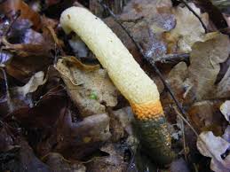 Attēlu rezultāti vaicājumam “Mutinus caninus”