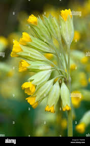 Image result for Himmelschlüssel