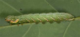 Attēlu rezultāti vaicājumam “Peridea anceps”