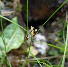 Attēlu rezultāti vaicājumam “Juncus bulbosus leaf”