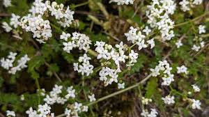 Attēlu rezultāti vaicājumam “Galium schultesii flower”
