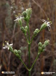 Attēlu rezultāti vaicājumam “Silene wolgensis”