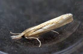 Attēlu rezultāti vaicājumam “Pediasia fascelinella”