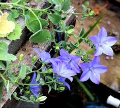 Image result for Campanula isophylla