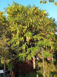 Image result for Laburnum anagyroides
