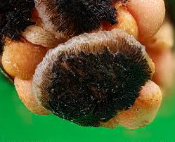 Attēlu rezultāti vaicājumam “Amaurochaete atra young”