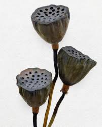 Attēlu rezultāti vaicājumam “Lotus sp. bud”