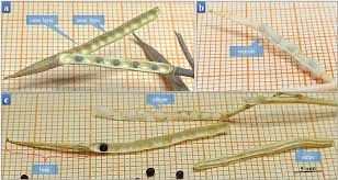 Attēlu rezultāti vaicājumam “Sinapis arvensis fruit”