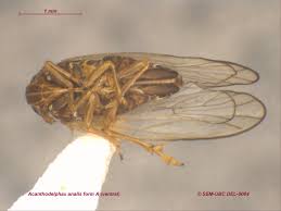 Attēlu rezultāti vaicājumam “Delphacidae”