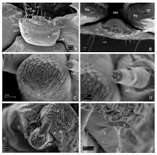 Attēlu rezultāti vaicājumam “Leiodidae larva”