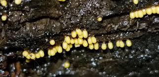 Attēlu rezultāti vaicājumam “Trichia varia young”