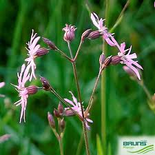 Attēlu rezultāti vaicājumam “Lychnis flos-cuculi flower”