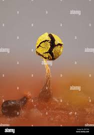 Attēlu rezultāti vaicājumam “Physarum viride var. aurantium spores”