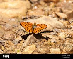 Attēlu rezultāti vaicājumam “Argynnis niobe”