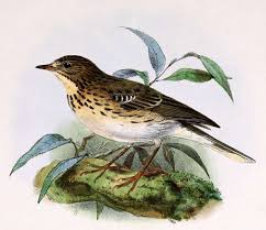 Attēlu rezultāti vaicājumam “Anthus trivialis”