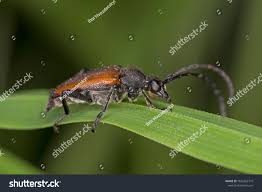 Attēlu rezultāti vaicājumam “Paracorymbia maculicornis”