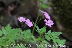 Attēlu rezultāti vaicājumam “Geranium robertianum”