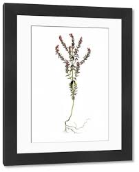 Attēlu rezultāti vaicājumam “Odontites vulgaris”